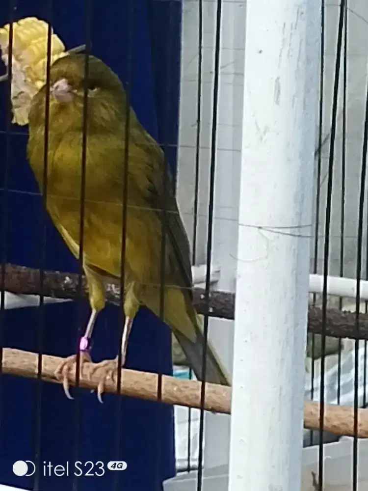 F1 Ys big size gacor on-fire