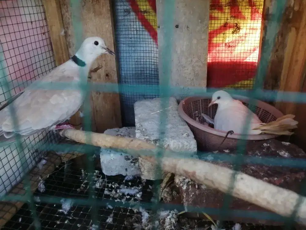 Puter pelung sama tikukur ada