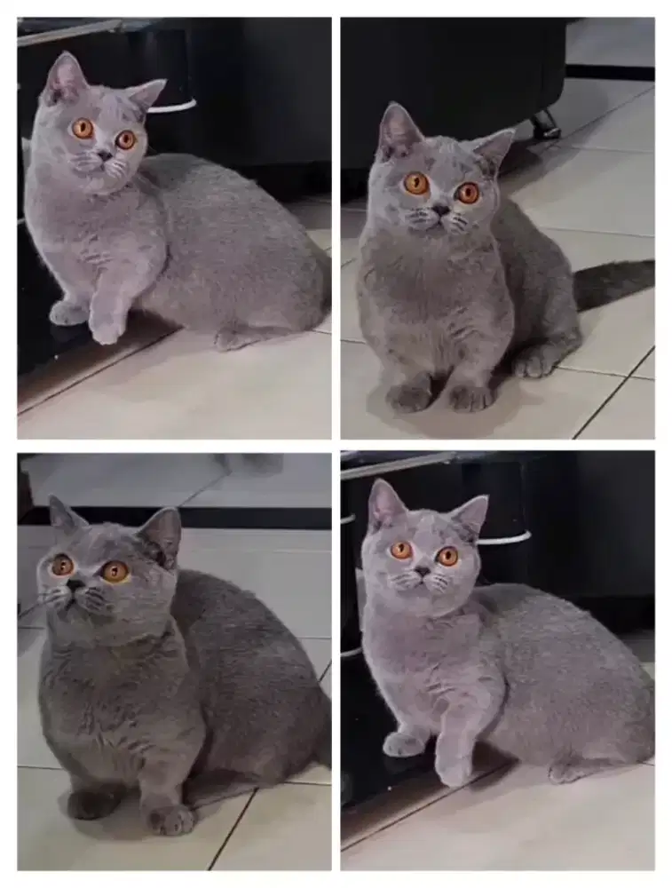 KUCING BSH MUNCKIN (KAKI CEBOL)