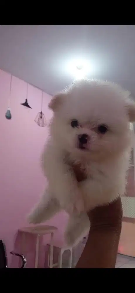 superminipom jantan
