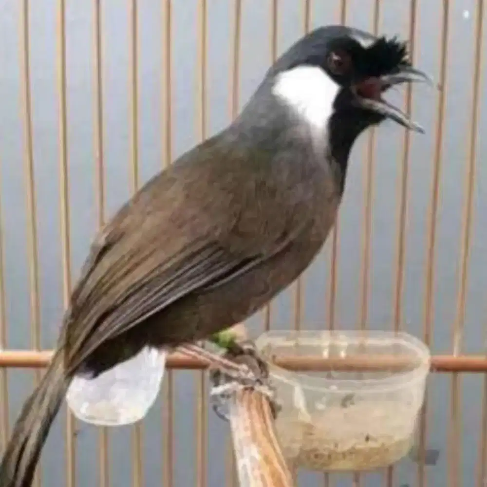 Poksay Hongkong jantan rajin