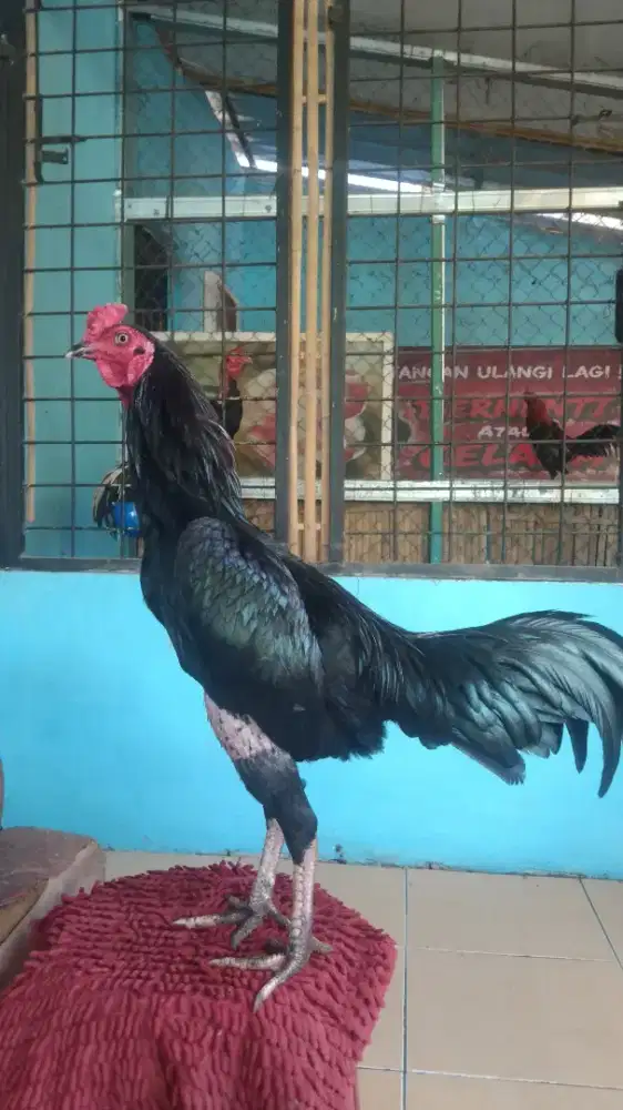 Ayam jago Bangkok mangon