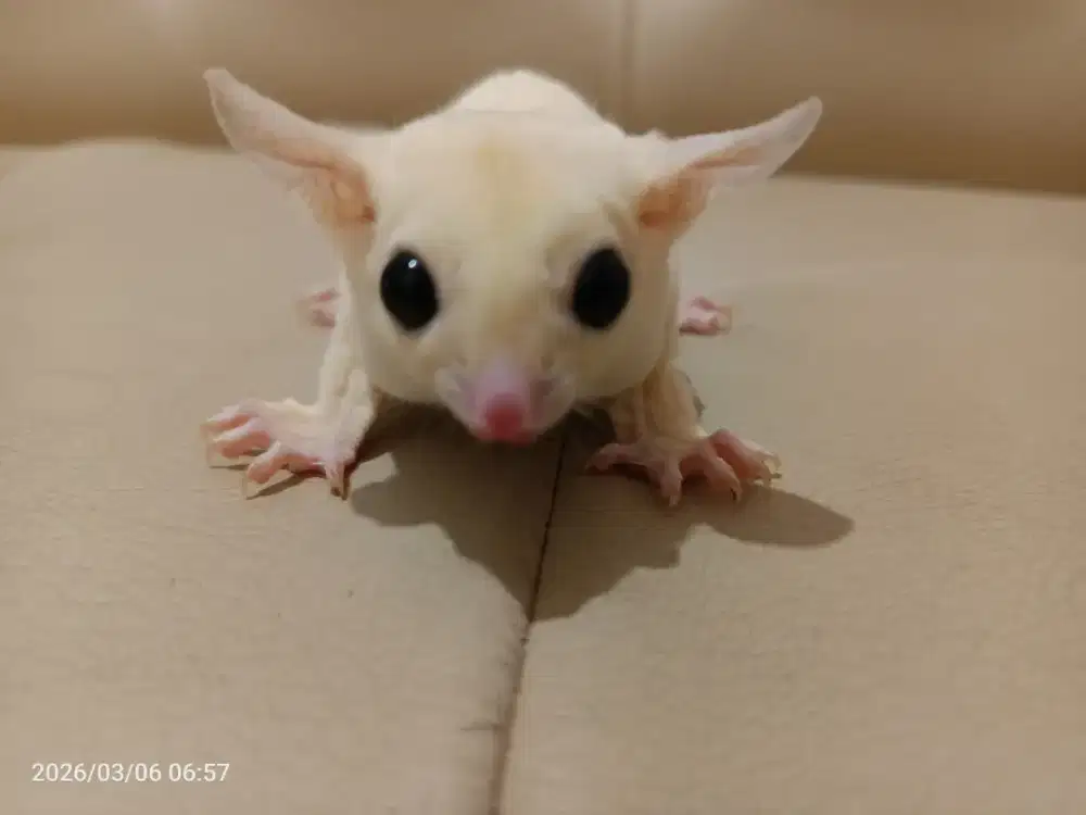 Sugar Glider Jantan Putih