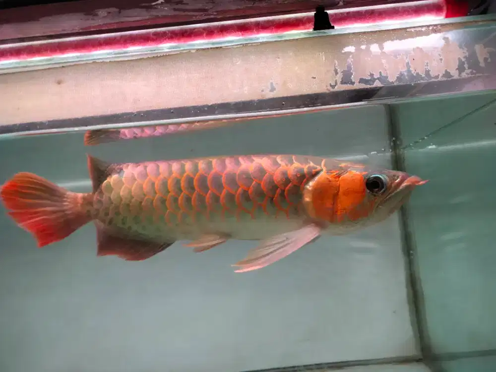 arwana super red +- 40cm