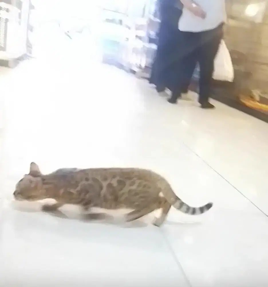 Kitten cakep terjangkau