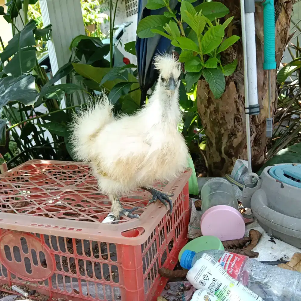 Anakan Ayam Silkie