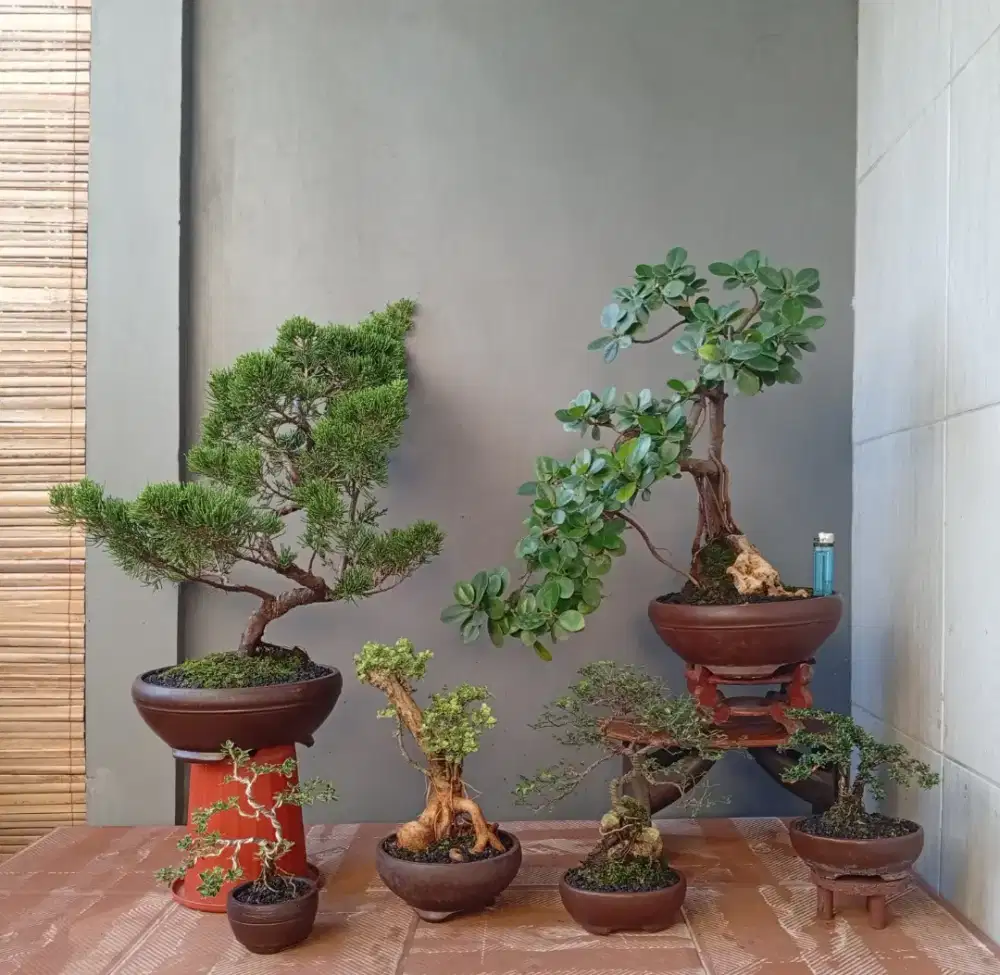 mini bonsai murah ada 6 pohon