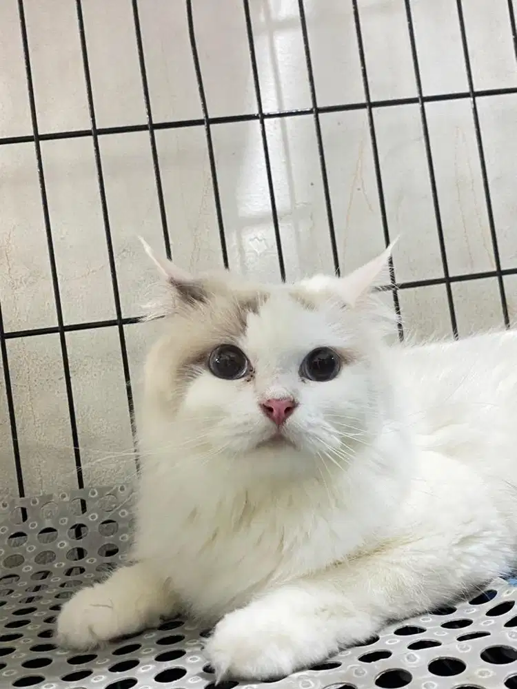 Kucing Ragdoll pure Np