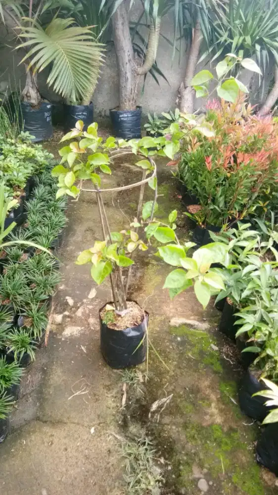 Lowongan kerja toko tanaman hias