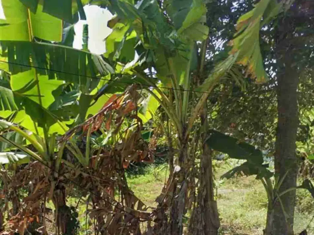 tanah kavling siap bangun pakis