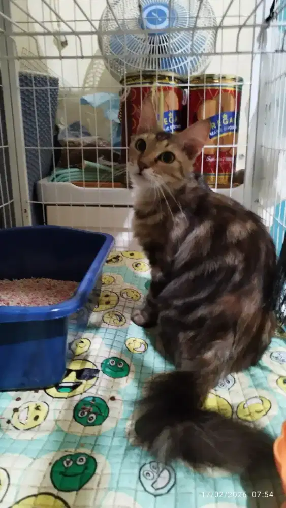 Maincoon betina proven