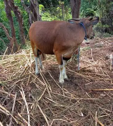sapi kupang 300kilo timbang hidup siap lebaran nazar sedekah potongan