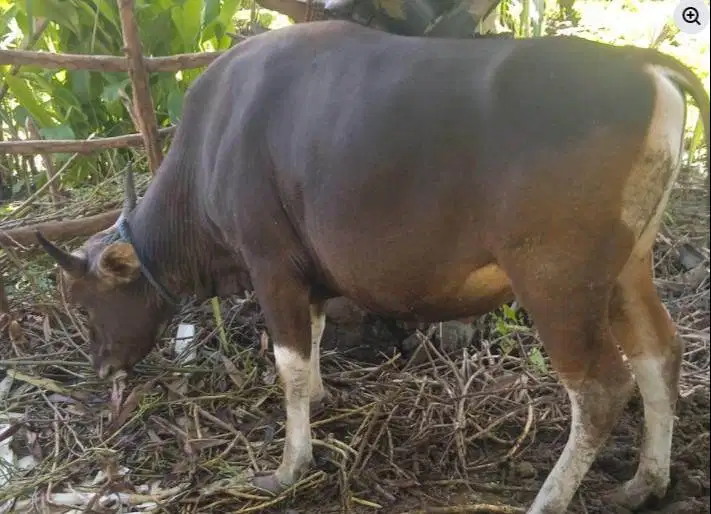 sapi kupang 300kilo timbang hidup siap lebaran nazar sedekah potongan