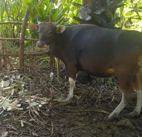 sapi jantan kupang 300kiloan timbang hidup siap nazar lebaran potongan