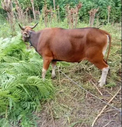 sapi jantan kupang 300kiloan layak sapi kurban murmer ekonomisan puas