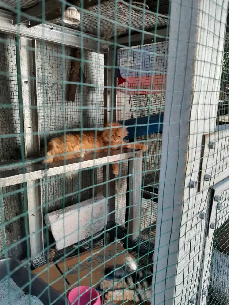 Kandang beserta Kucing persia 2