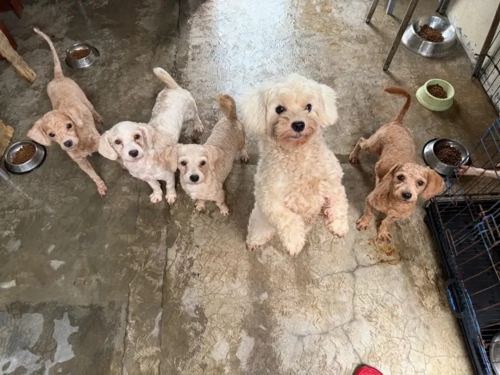 Anjing Maltipo Jantan Dan Betina