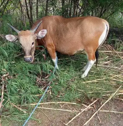 sapi potong ras kupang 300kiloan timbang hidup siap lebaran potongan