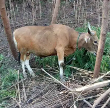 sapi qurban ras kupang 300kiloan timbang kiloan siap kurban 2026 puas