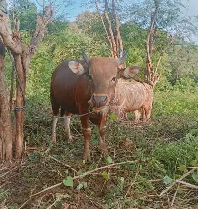 sapi qurban 300kiloan ras kupang timbang kiloan siap iedul adha 2026