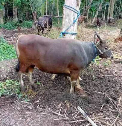 sapi potong 300kiloan ras kupang timbang hidup siap potongan lebaran