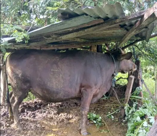4 ekor sapi bali 330kiloan buat DKM Panitia qurban mesjid yayasan puas