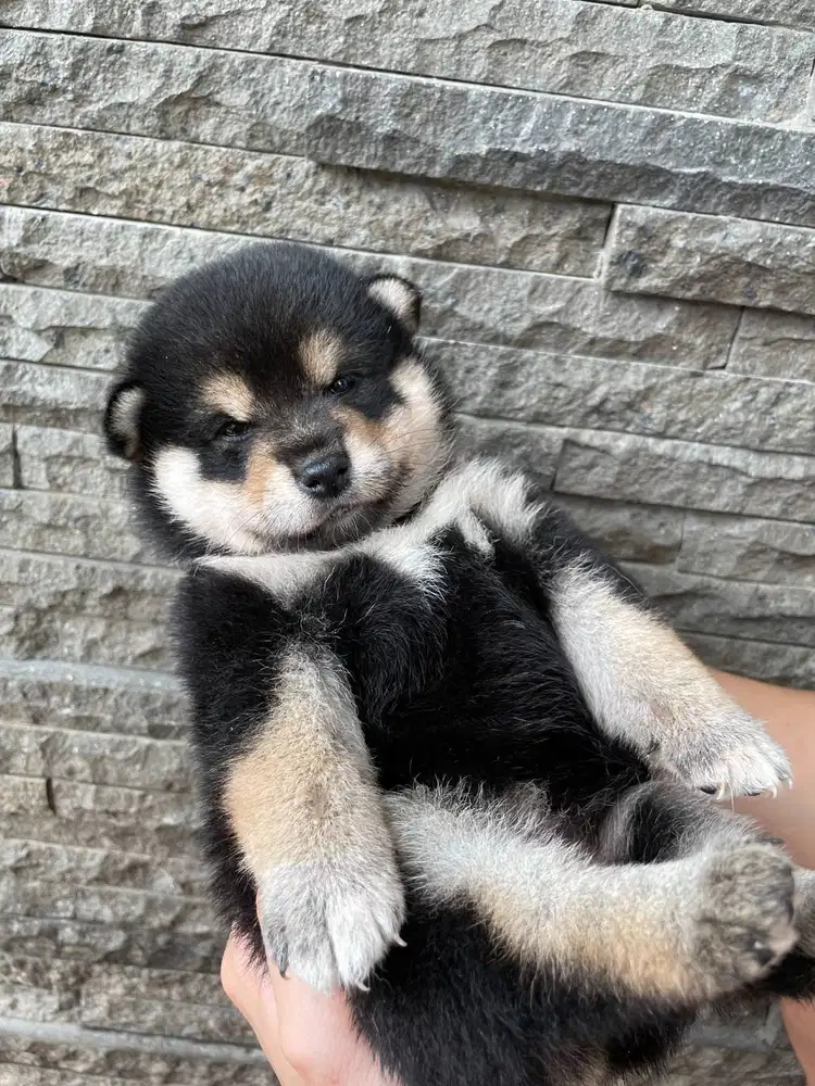 OB Black Widow Female Black Shiba Inu Superior Quality BL Korea Japan