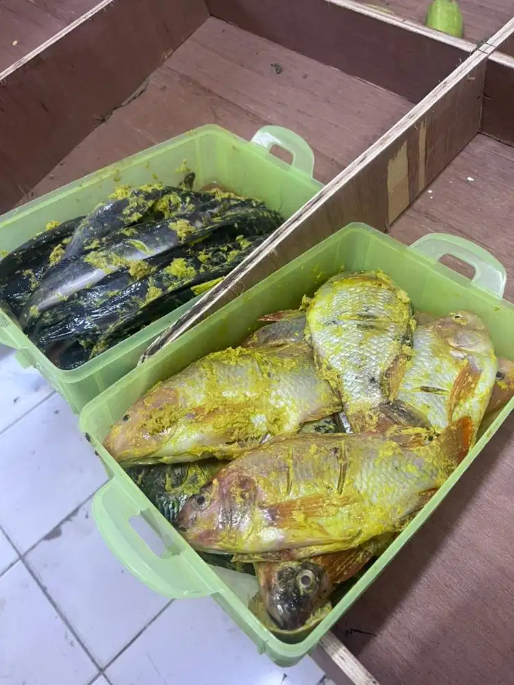 3 ekor/10rb Lele marinasi