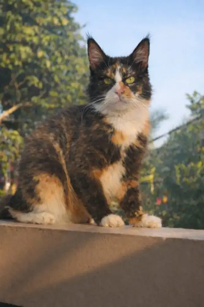 MAINECOON BETINA 7 BULAN