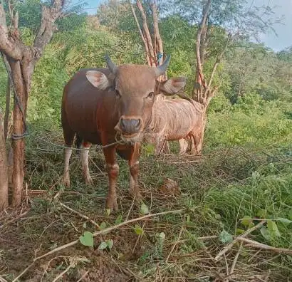 sapi jantan 300kiloan ras kupang timbang hidup siap potong lebaran top