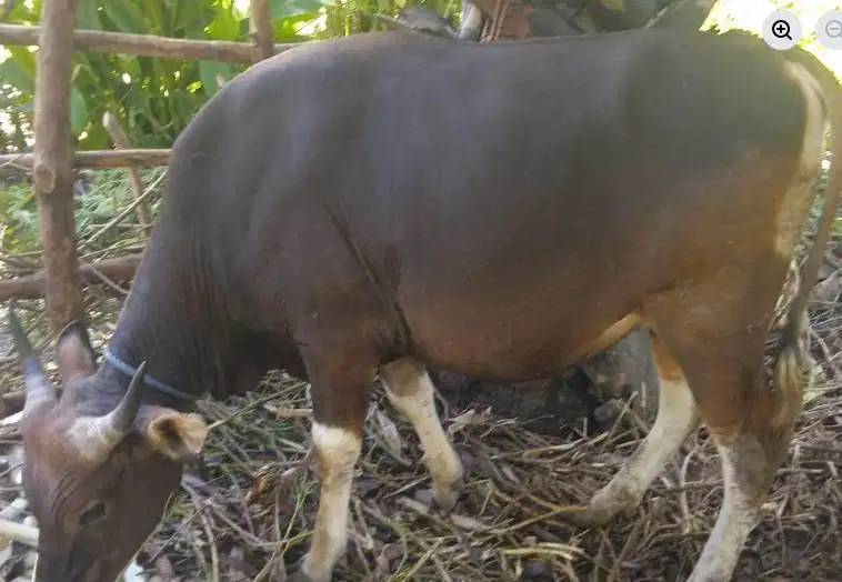 sapi jantan 300kiloan ras kupang siap kurban iedul adha 2026 jamin top