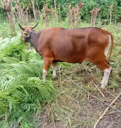 sapi potong 300kiloan ras kupang timbang hidup siap nazar lebaran puas