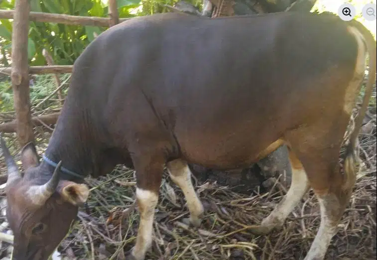 sapi qurban 300kiloan ras kupang timbang kiloan siap kurban 2026 puas