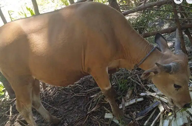 sapi kupang 300kiloan timbang hidup siap potong lebaran nazar sedekah