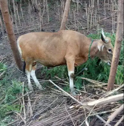 sapi kupang 300kiloan timbang kiloan siap iedul adha qurban 2026 puas