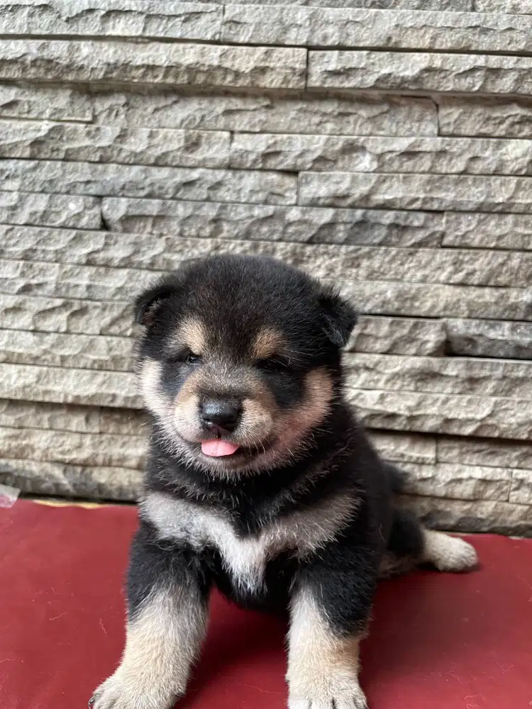 Open Book Venom Male Black Shiba Inu Superior Quality BL Korea x Japan