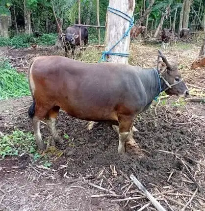 sapi kupang 300kiloan siap potong lebaran nazar sedekah timbang hidup