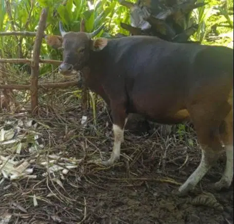 sapi kupang 300kiloan siap potong lebaran nazar sedekah timbang hidup