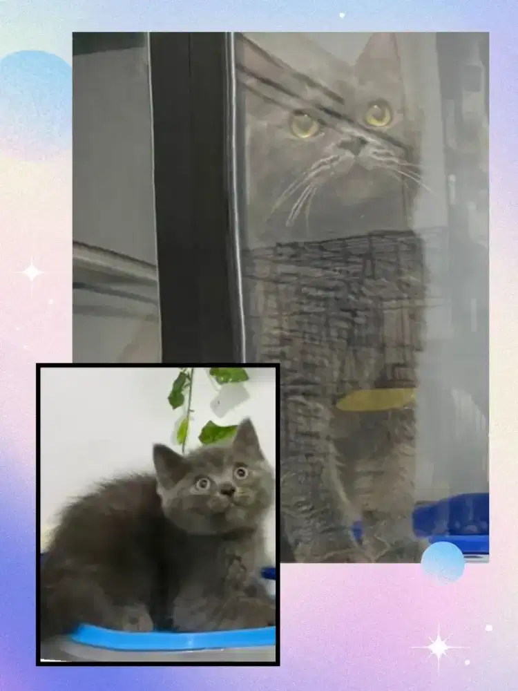 Borongan BSH Blue Indukan dan BSH Blue Jantan Anaknya