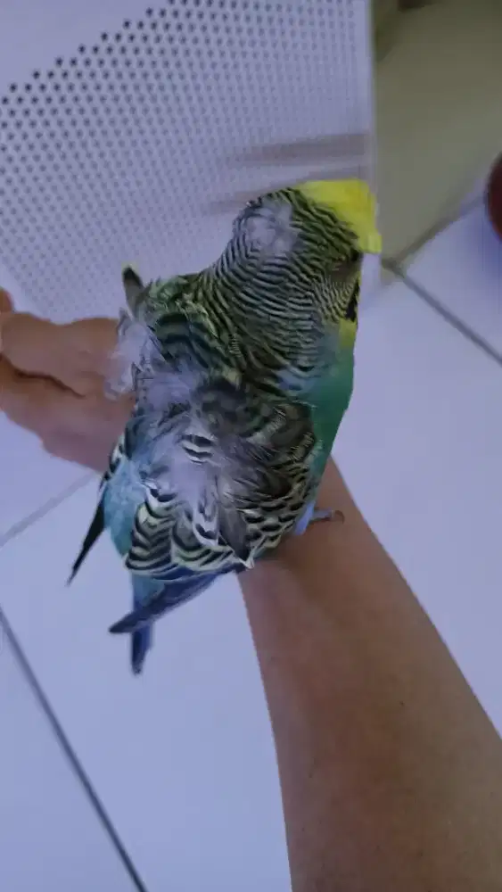 Sepasang Parkit Hagoromo jinak