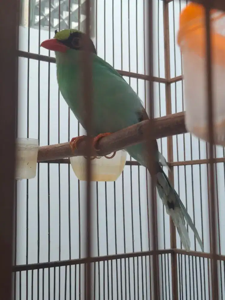 Burung gacor bodi besar