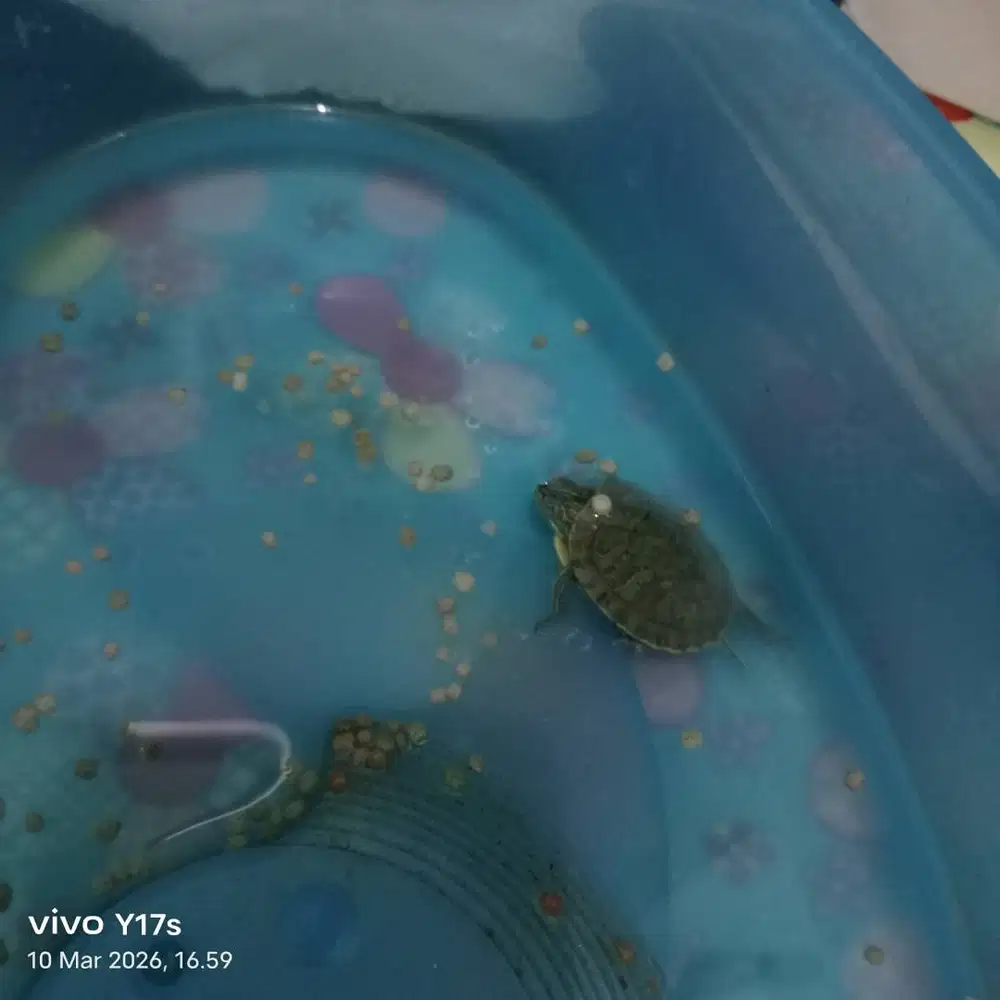 Jual kura kura brazil