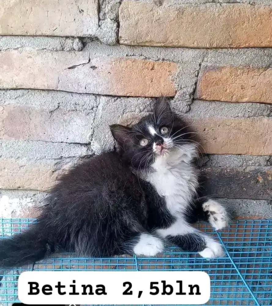 Kucing Persia dan himalaya