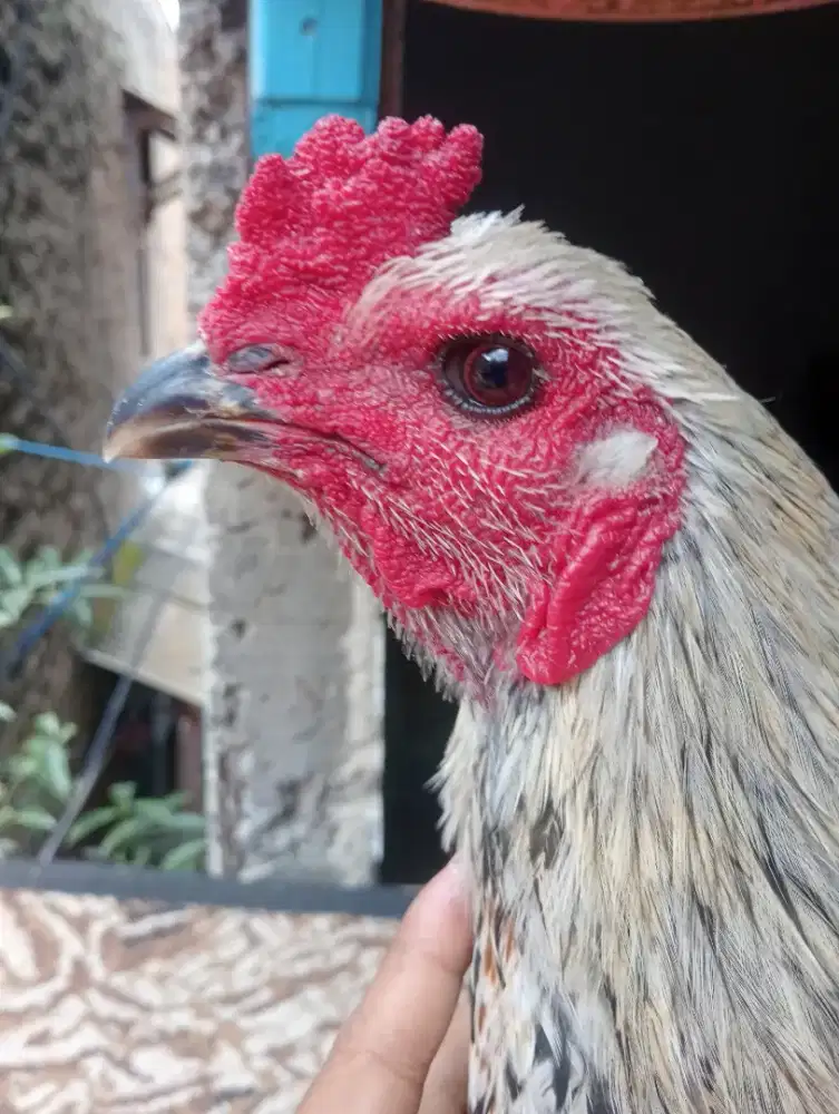 Ayam mangon mata hitam