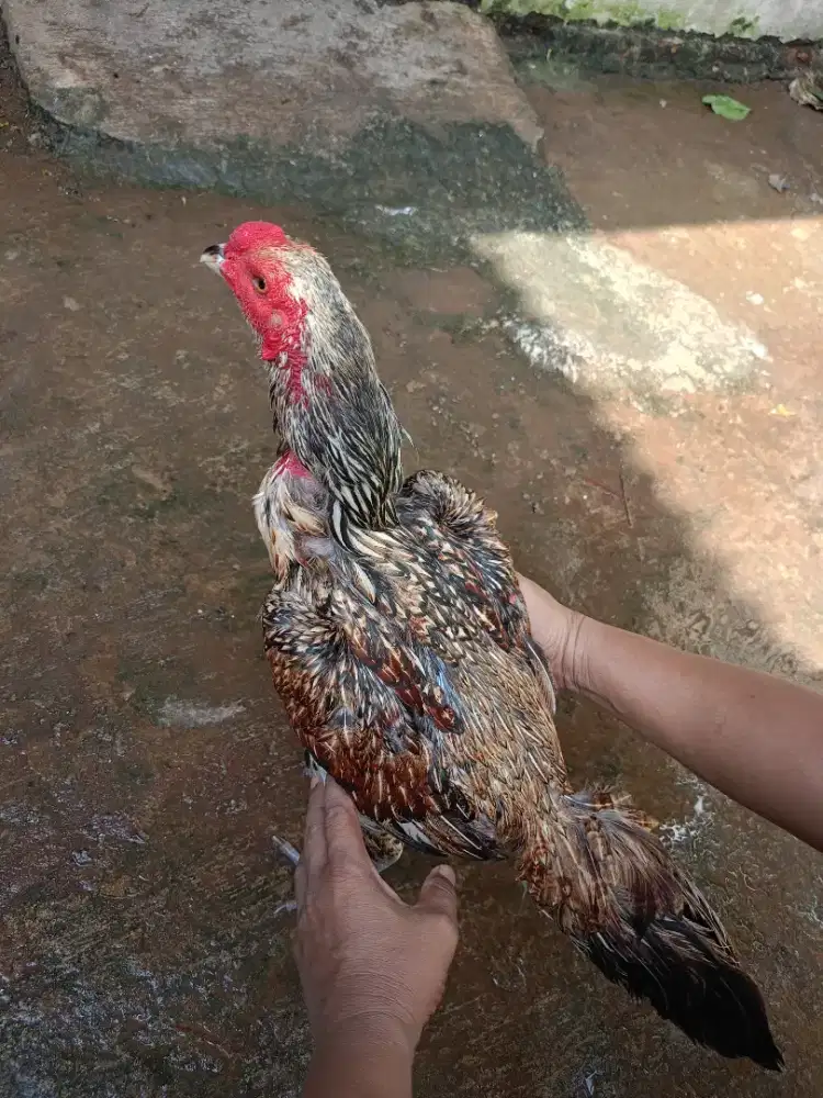 Jual ayam hias jago Mangon Bulbi