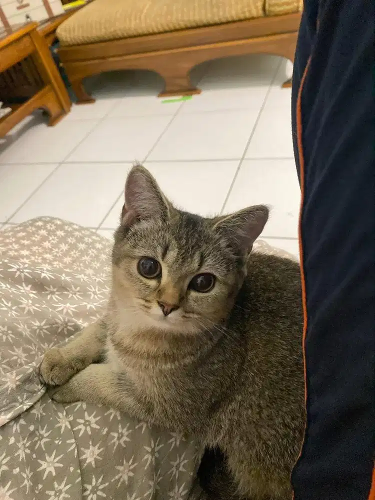 Kucing British x Scottish Fold