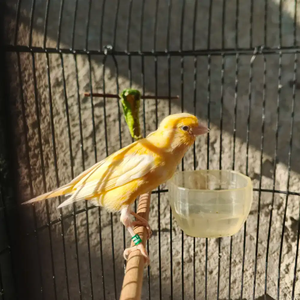 Kenari paud AFSF jantan