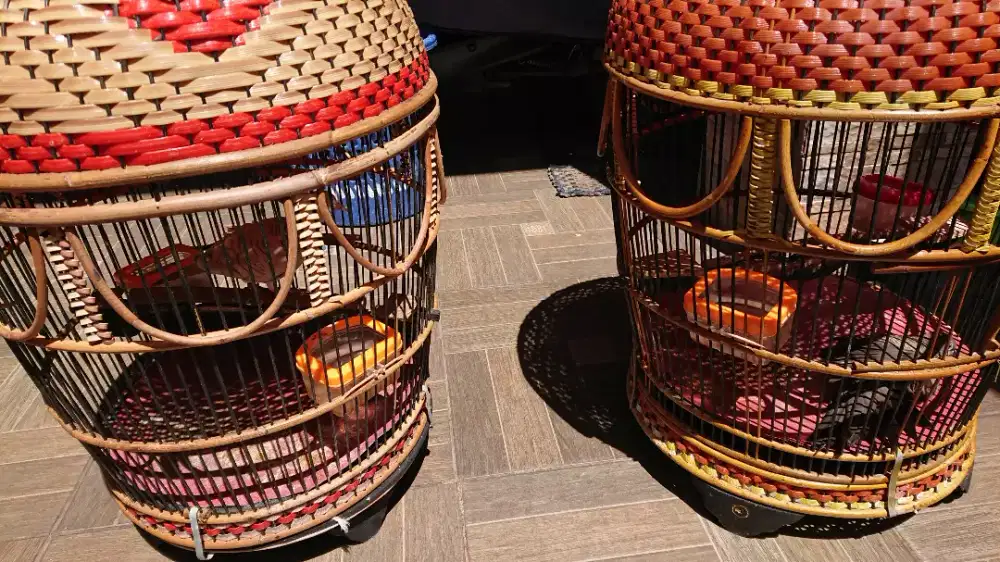 Sepasang perkutut gacor