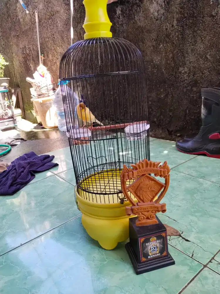 Dijual kenari afs fullset gacor vokal kenceng durasi