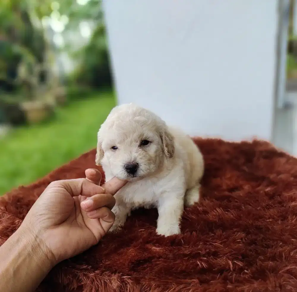 Jantan Light Apricot Poodle